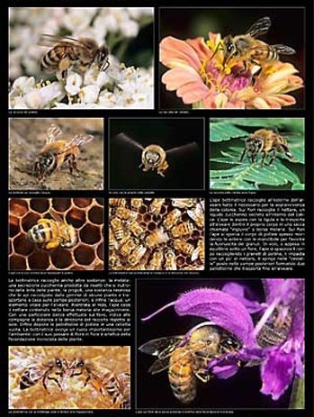 L'abeille butineuse (poster 60 x 90 cm)