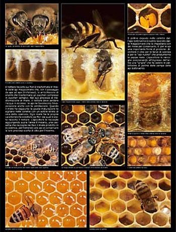 Le pollen et le miel (poster 60 x 90 cm)